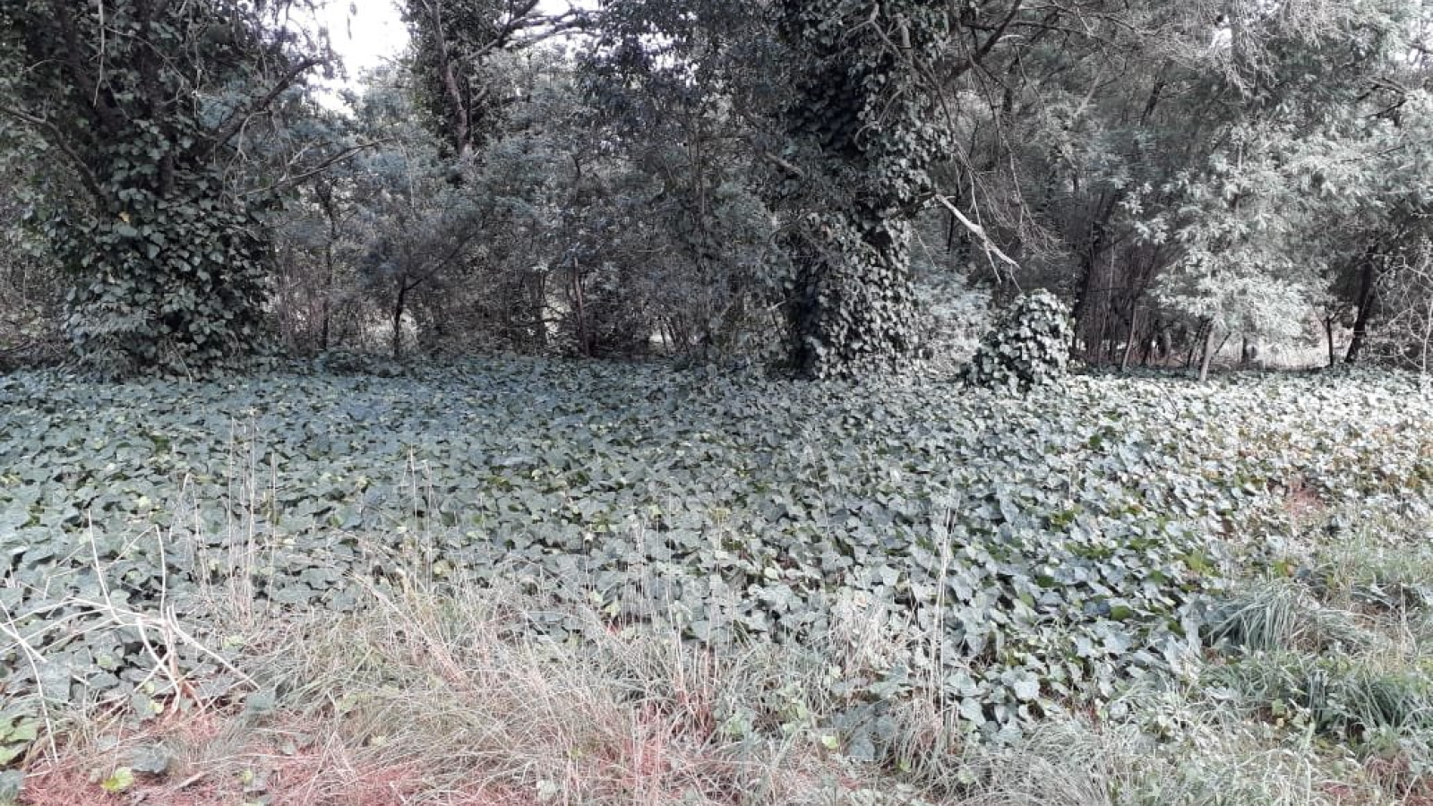 curamalal, villa ventana, villa ventana, Buenos Aires, 8160, ,Terreno,Venta,curamalal,1217