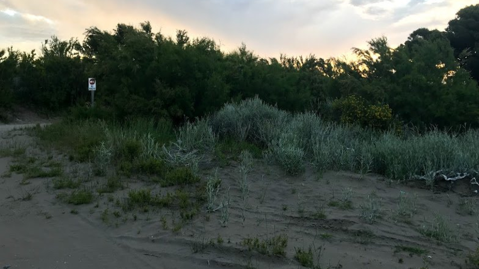 Av. Avelino Gonzalez Martinez esquina Bouchard, pehuen co, pehuen co, Buenos Aires, 8109, ,Terreno,Venta,Av. Avelino Gonzalez Martinez esquina Bouchard,1295