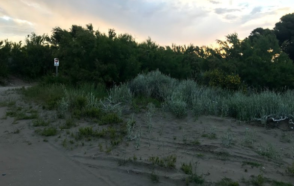 Av. Avelino Gonzalez Martinez esquina Bouchard, pehuen co, pehuen co, Buenos Aires, 8109, ,Terreno,Venta,Av. Avelino Gonzalez Martinez esquina Bouchard,1295