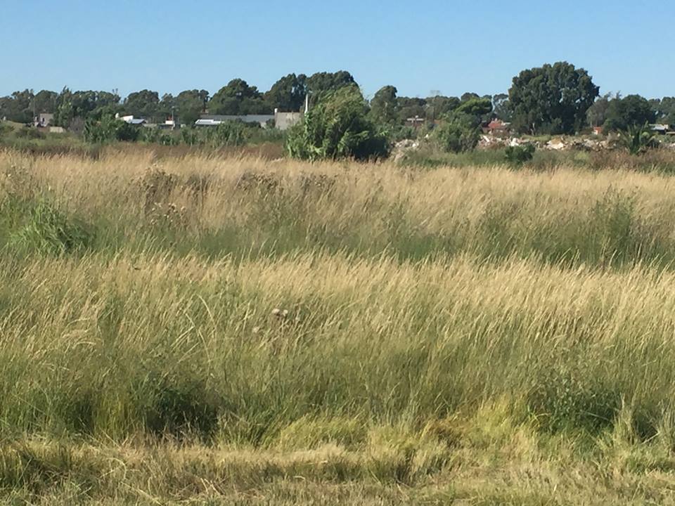 Tomás Guido & Daniel de Solier, Bahía Blanca, Buenos Aires, 8000, ,Terreno,Venta,Tomás Guido & Daniel de Solier,1305