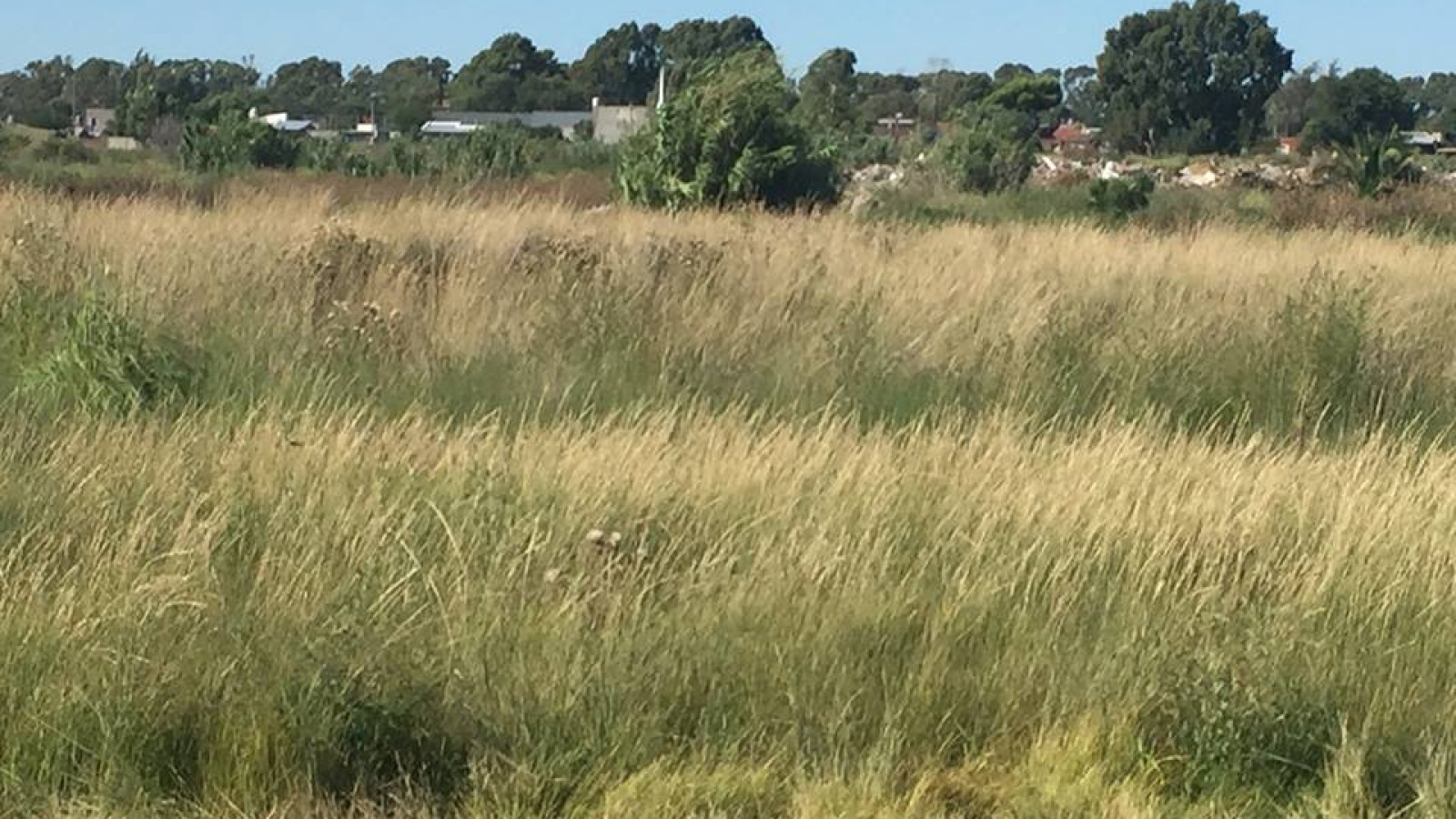 Tomás Guido & Daniel de Solier, Bahía Blanca, Buenos Aires, 8000, ,Terreno,Venta,Tomás Guido & Daniel de Solier,1305