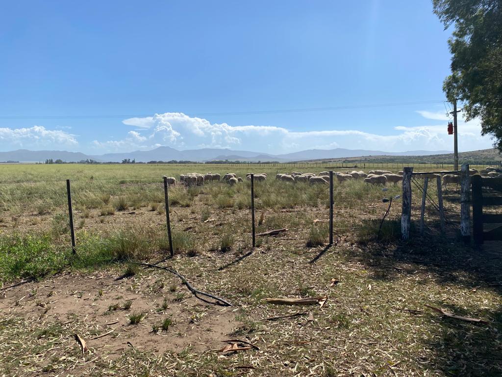 Tornquist, Buenos Aires, ,Campo,Venta,1454