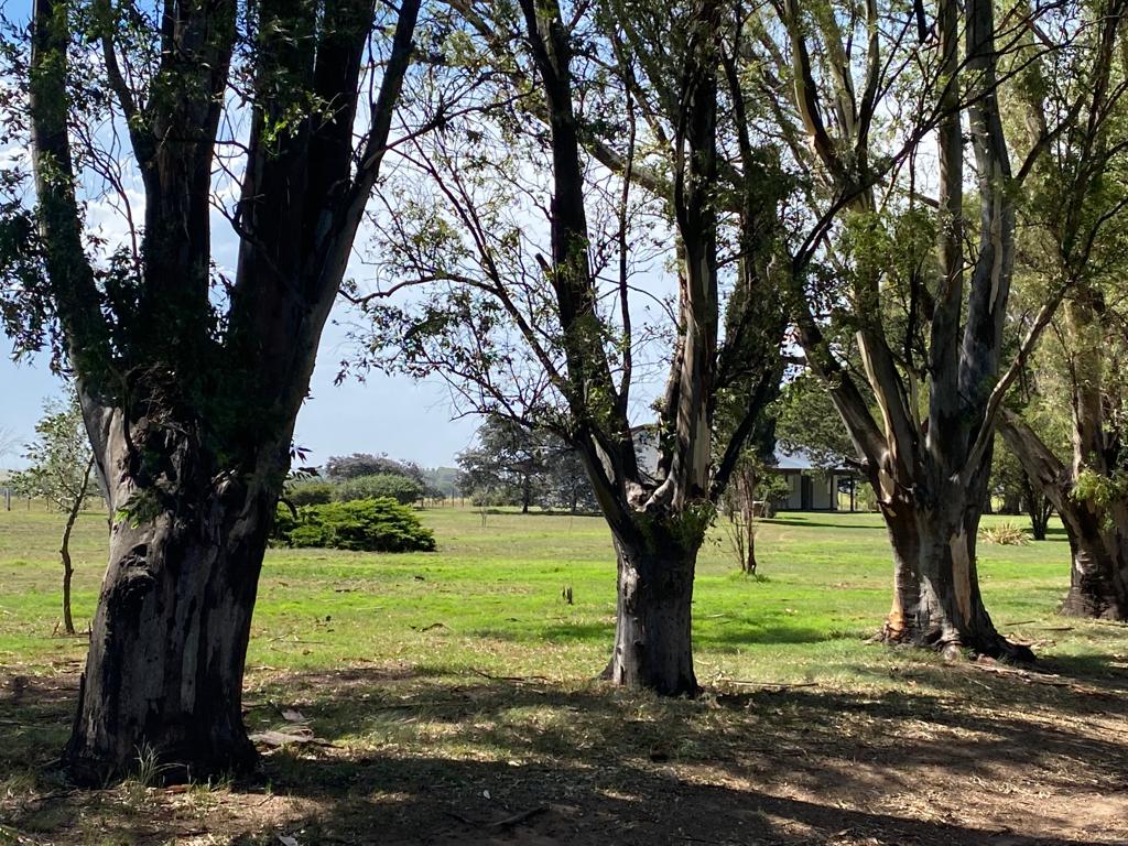Tornquist, Buenos Aires, ,Campo,Venta,1454