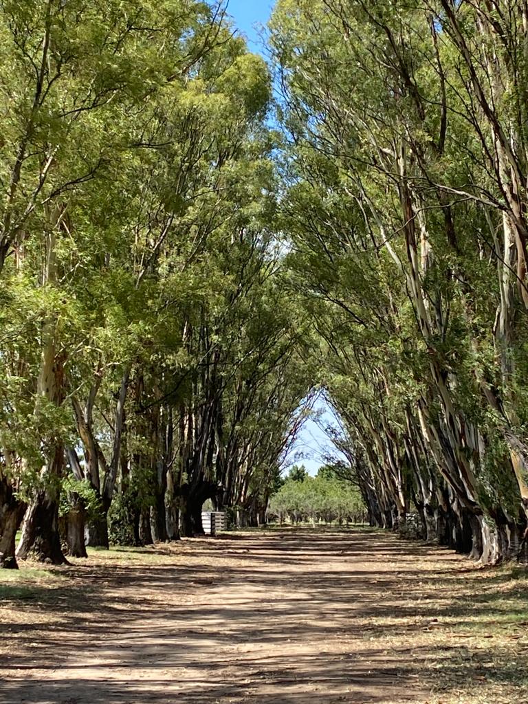 Tornquist, Buenos Aires, ,Campo,Venta,1454