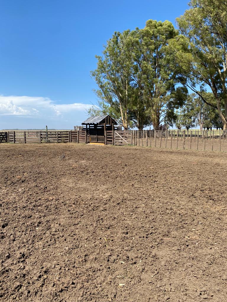 Tornquist, Buenos Aires, ,Campo,Venta,1454