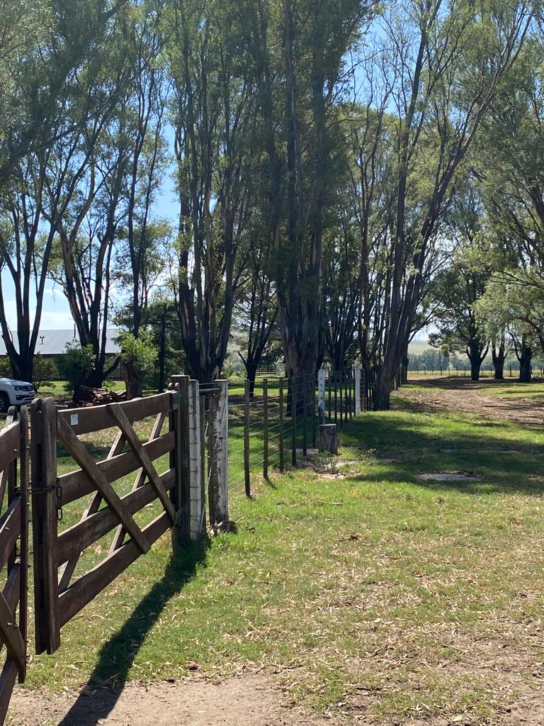 Tornquist, Buenos Aires, ,Campo,Venta,1454