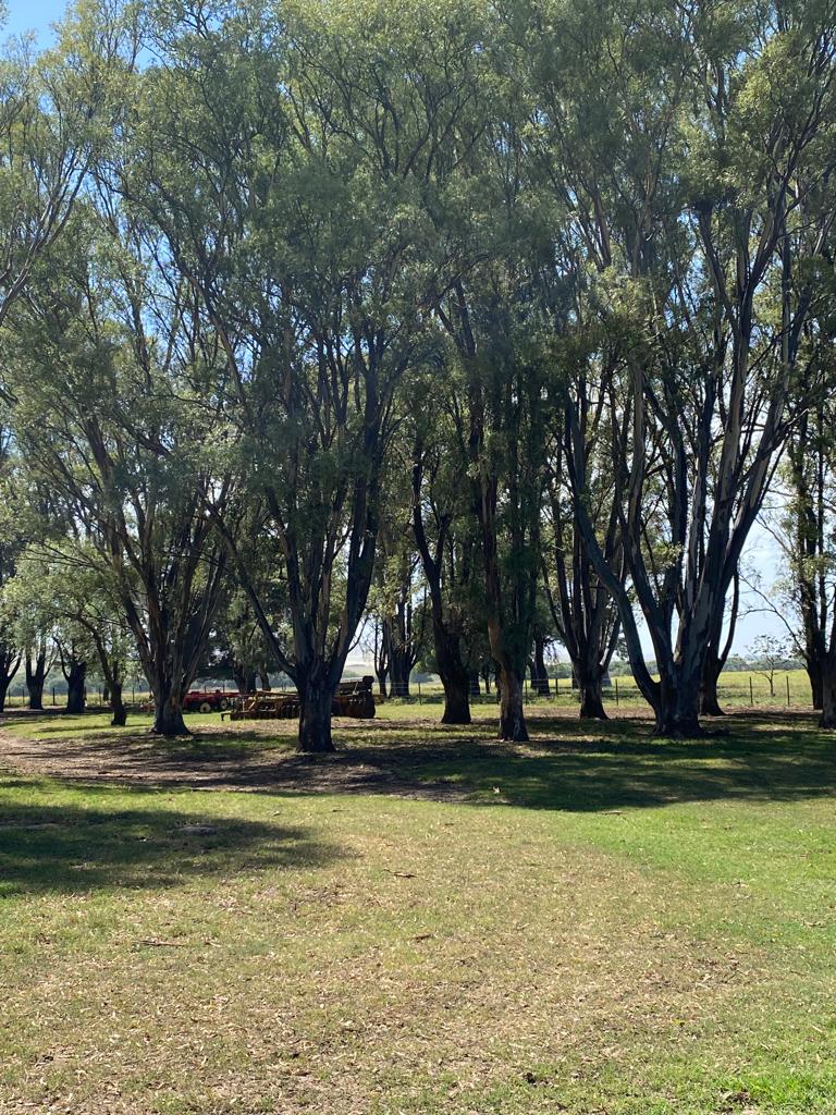Tornquist, Buenos Aires, ,Campo,Venta,1454