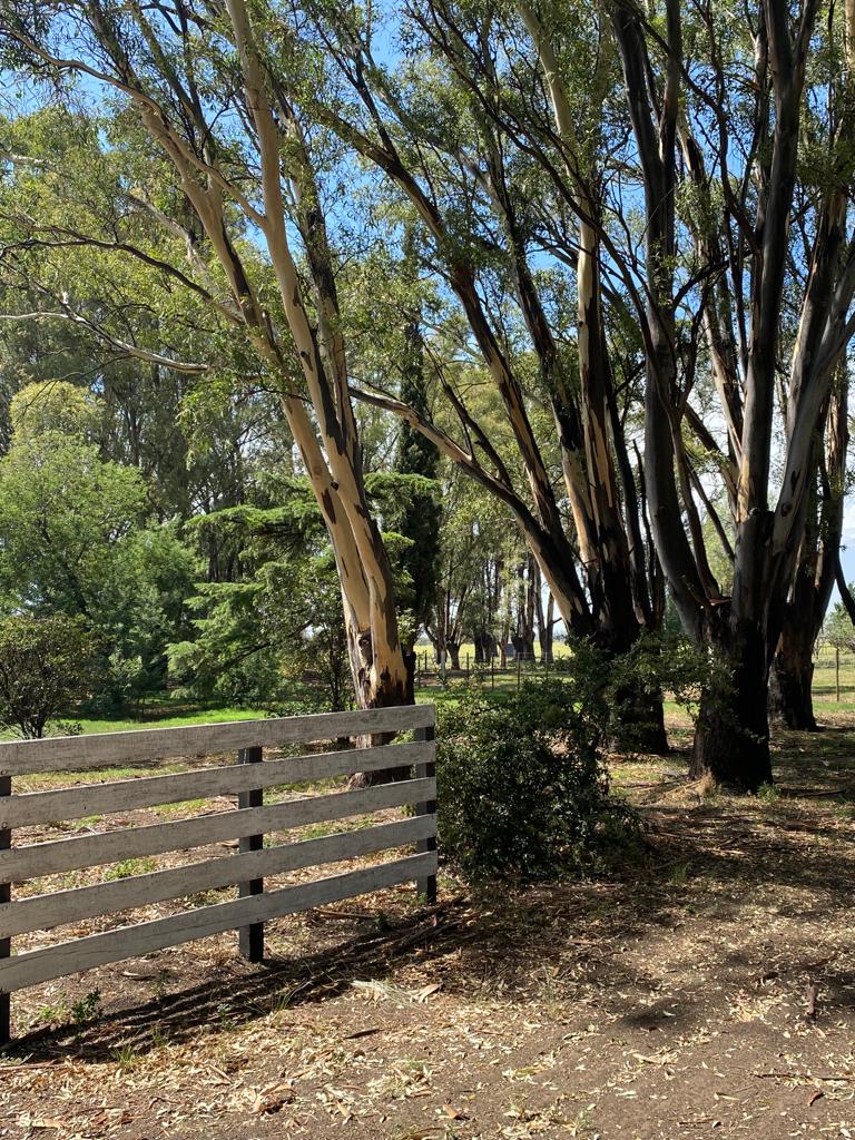 Tornquist, Buenos Aires, ,Campo,Venta,1454