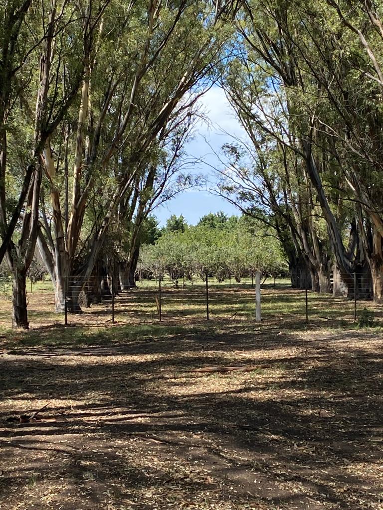 Tornquist, Buenos Aires, ,Campo,Venta,1454