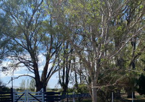 Tornquist, Buenos Aires, ,Campo,Venta,1454