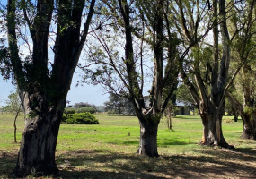Tornquist, Buenos Aires, ,Campo,Venta,1454