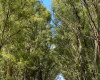 Tornquist, Buenos Aires, ,Campo,Venta,1454