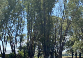 Tornquist, Buenos Aires, ,Campo,Venta,1454