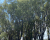 Tornquist, Buenos Aires, ,Campo,Venta,1454