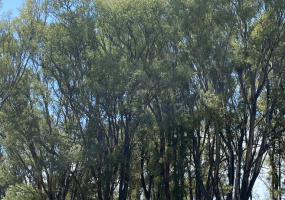 Tornquist, Buenos Aires, ,Campo,Venta,1454