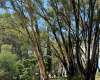Tornquist, Buenos Aires, ,Campo,Venta,1454