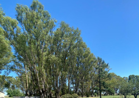 Tornquist, Buenos Aires, ,Campo,Venta,1454