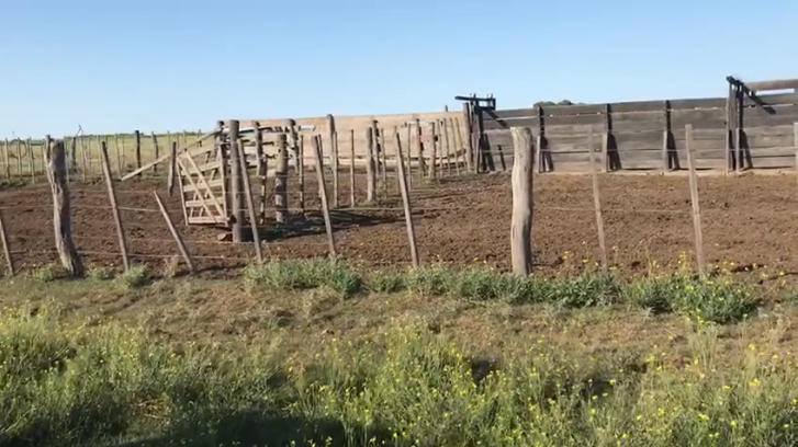 Puan, Buenos Aires, ,Campo,Venta,1090