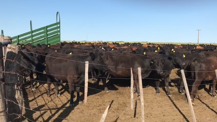 Puan, Buenos Aires, ,Campo,Venta,1090