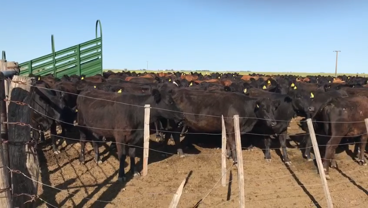 Buenos Aires, ,Campo,Venta,1090