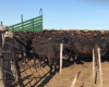 Puan, Buenos Aires, ,Campo,Venta,1090