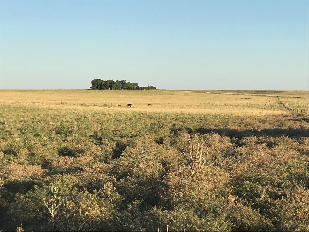 San Roman, Buenos Aires, ,Campo,Venta,1091
