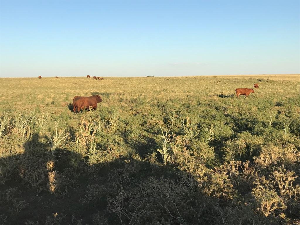 San Roman, Buenos Aires, ,Campo,Venta,1091