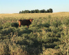 San Roman, Buenos Aires, ,Campo,Venta,1091