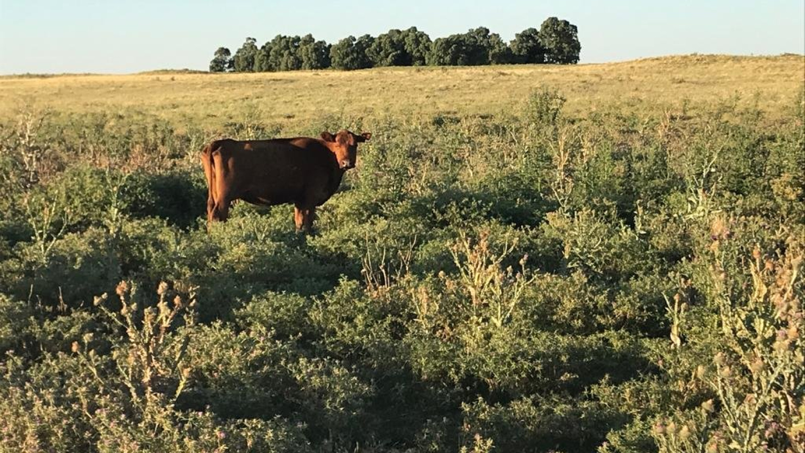 San Roman, Buenos Aires, ,Campo,Venta,1091