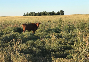 San Roman, Buenos Aires, ,Campo,Venta,1091