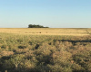 San Roman, Buenos Aires, ,Campo,Venta,1091