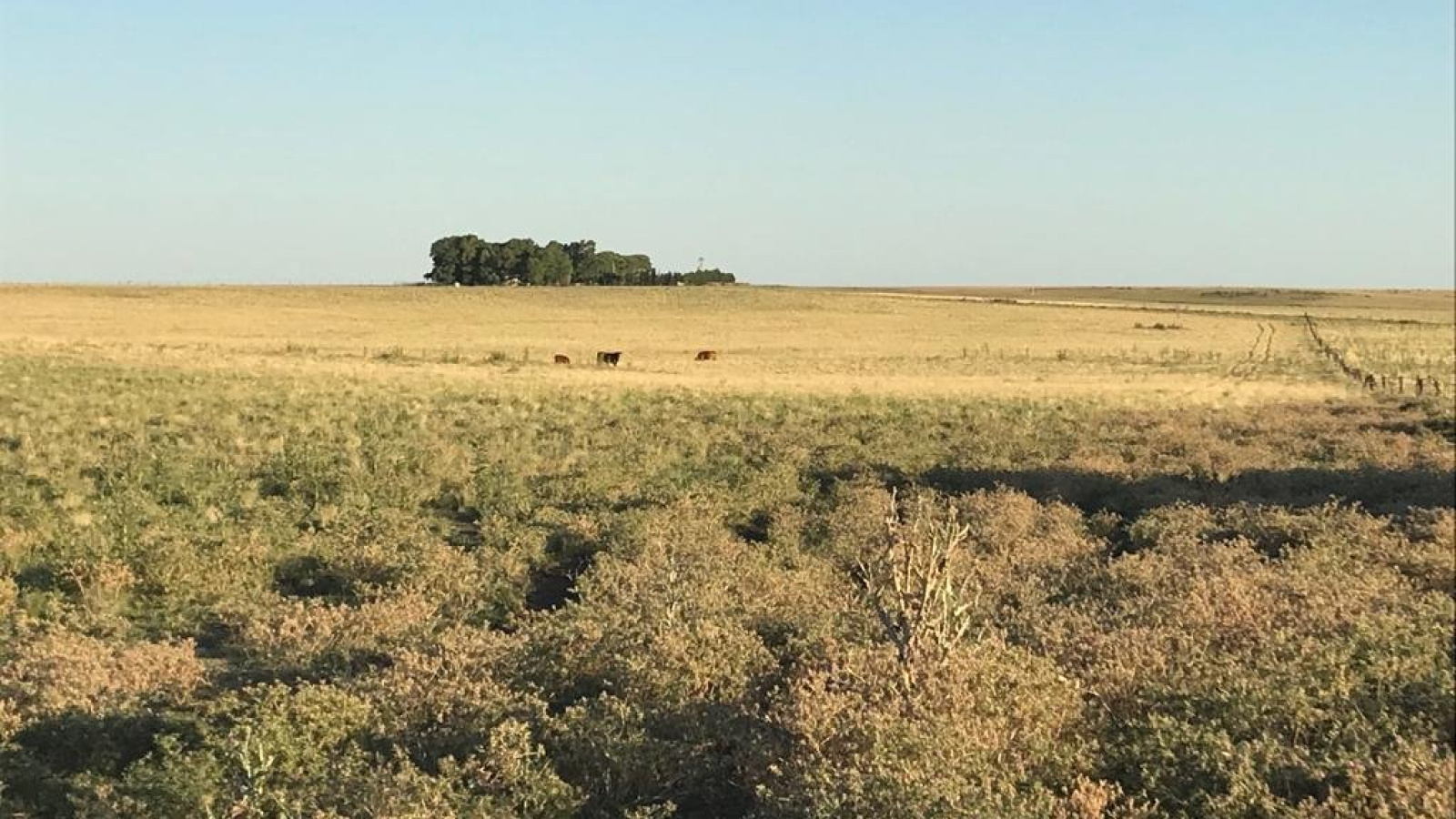 San Roman, Buenos Aires, ,Campo,Venta,1091