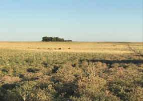 San Roman, Buenos Aires, ,Campo,Venta,1091