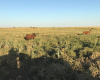 San Roman, Buenos Aires, ,Campo,Venta,1091