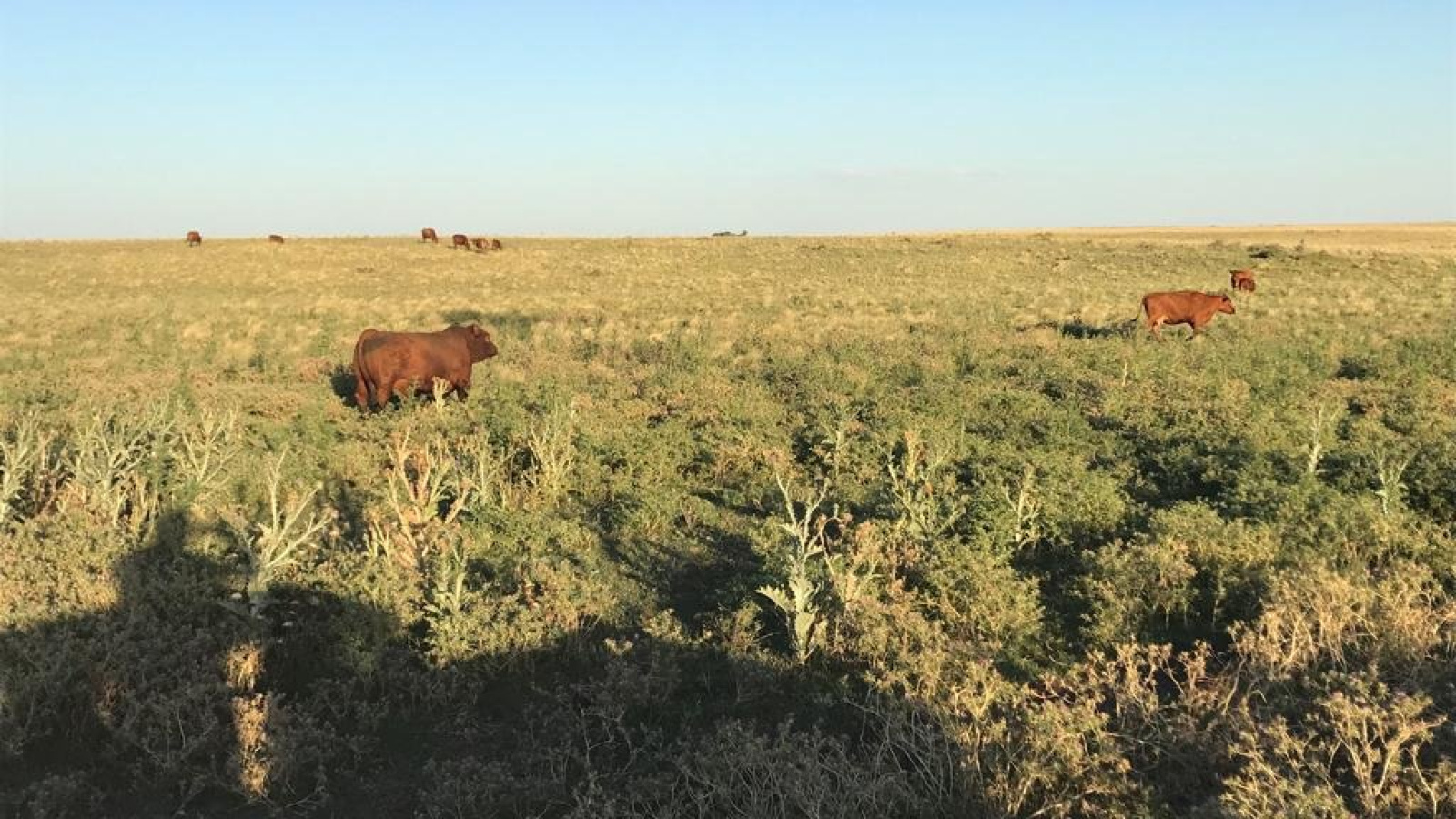 San Roman, Buenos Aires, ,Campo,Venta,1091