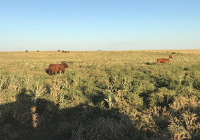 San Roman, Buenos Aires, ,Campo,Venta,1091