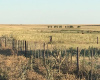 San Roman, Buenos Aires, ,Campo,Venta,1091