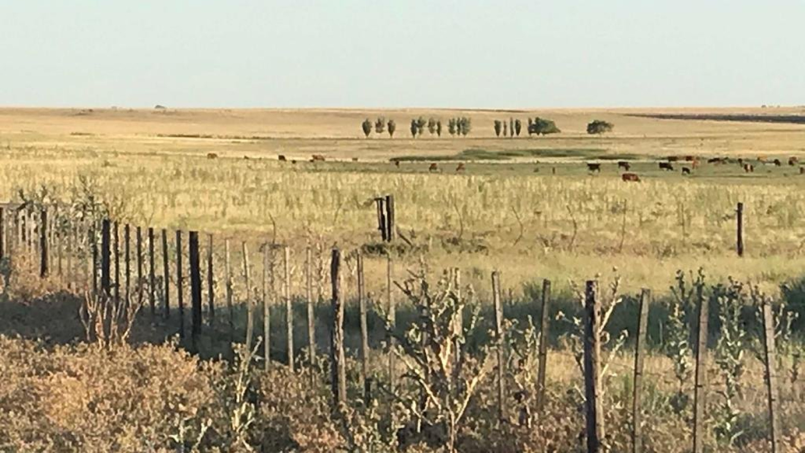 San Roman, Buenos Aires, ,Campo,Venta,1091