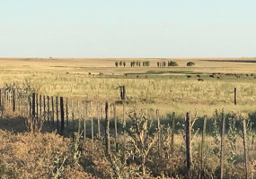 San Roman, Buenos Aires, ,Campo,Venta,1091